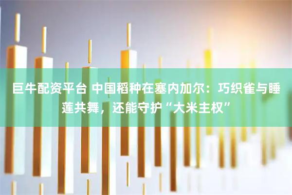 巨牛配资平台 中国稻种在塞内加尔：巧织雀与睡莲共舞，还能守护“大米主权”